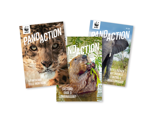 Drei Ausgaben des Pandaction Magazins